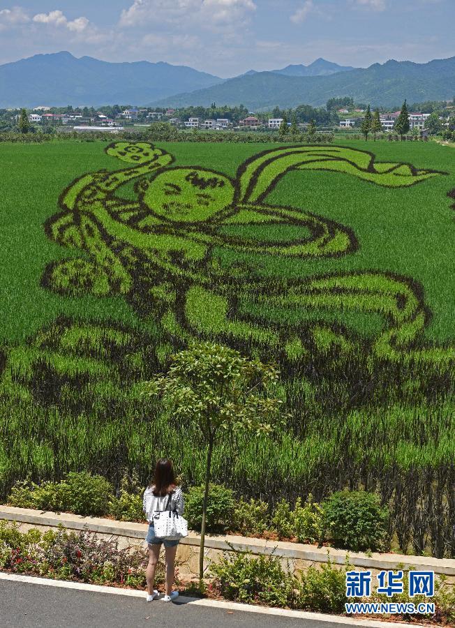 稻田艺术靓乡村